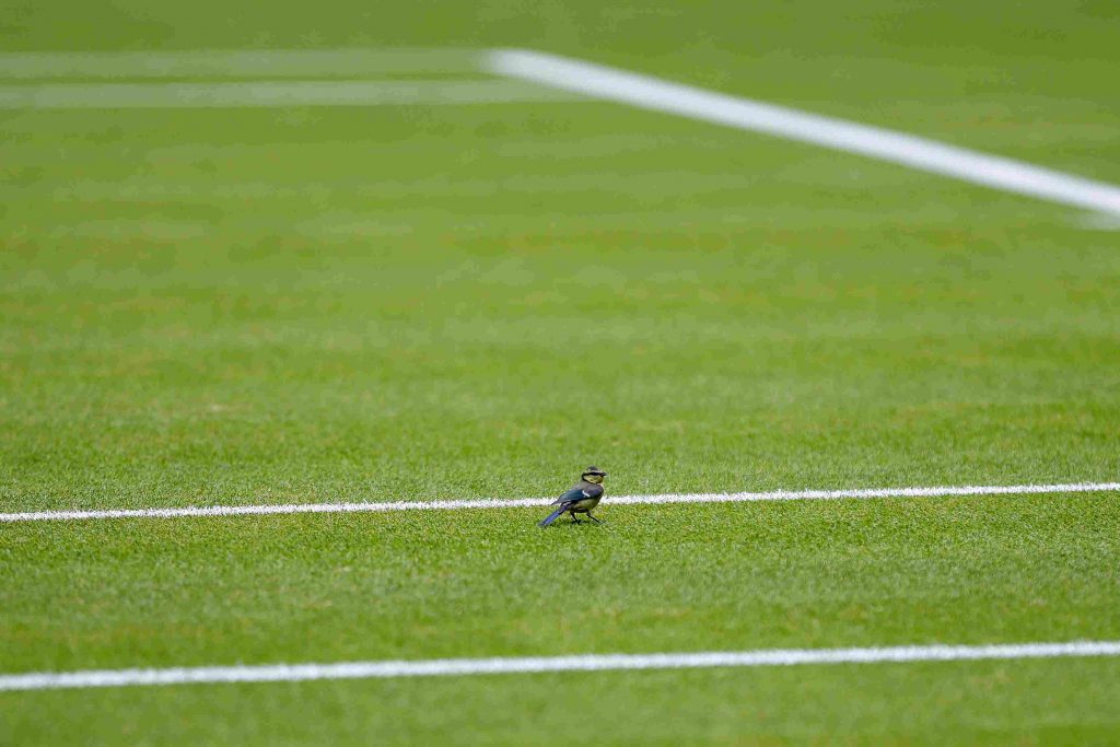 Wimbledon Grand Slam